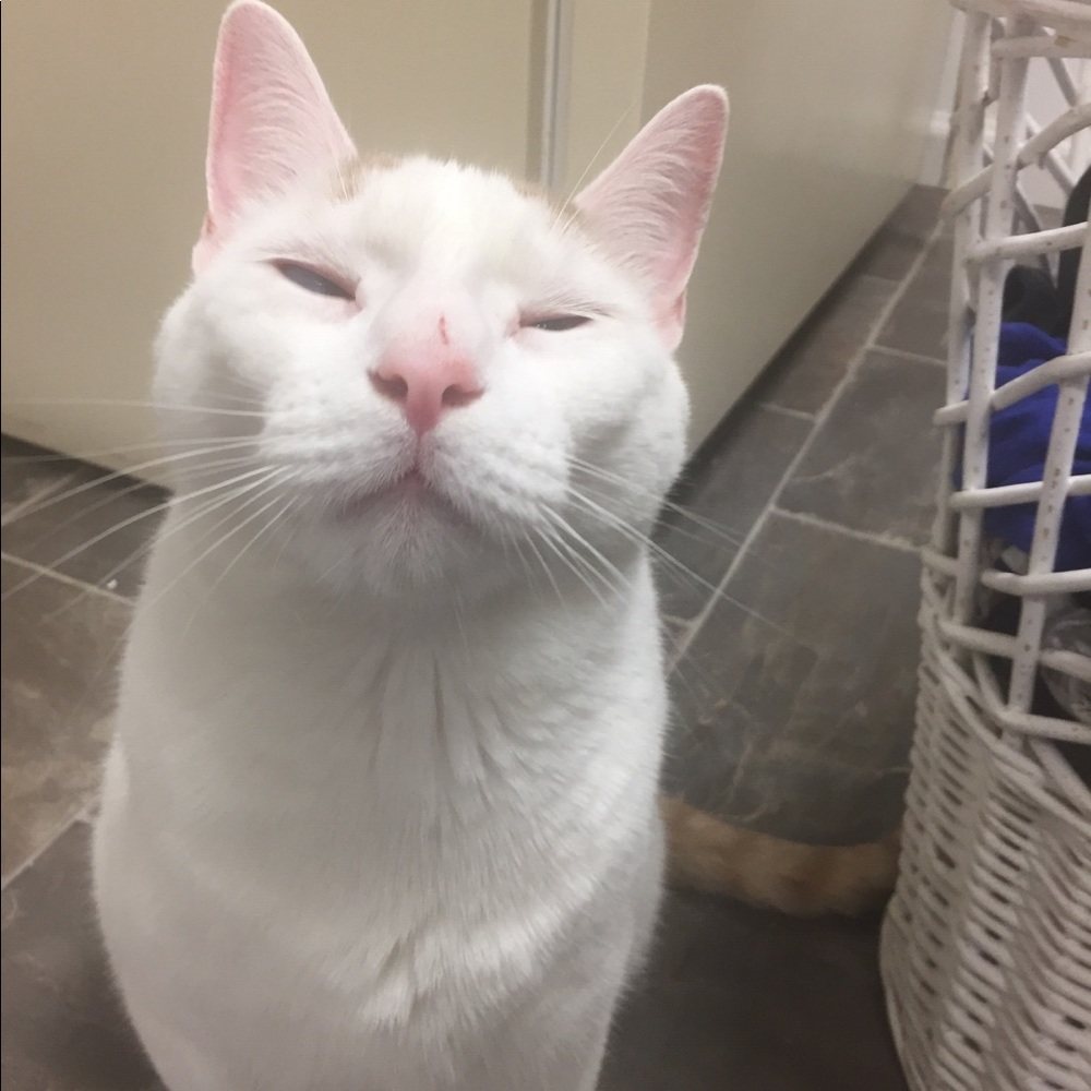 Meet your Posher, Shelby